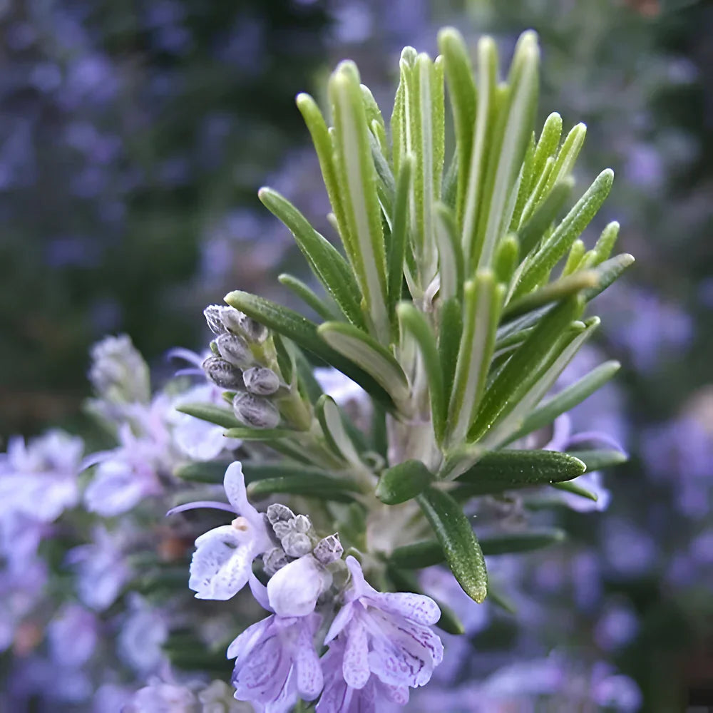 Qimmah EDP M 100Ml Boxed