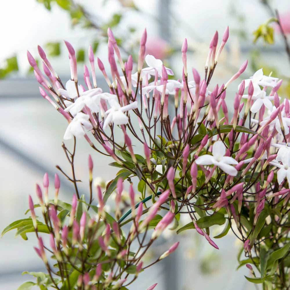 Rave Now Intense M 100Ml Boxed