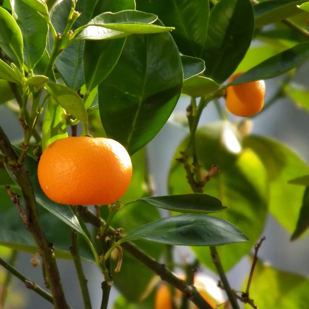 Ramz Gold Edp 100Ml Boxed