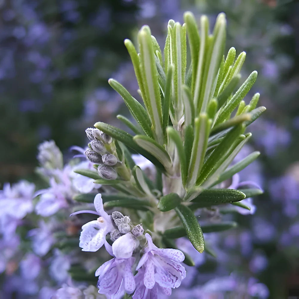 Qimmah EDP M 100Ml Boxed